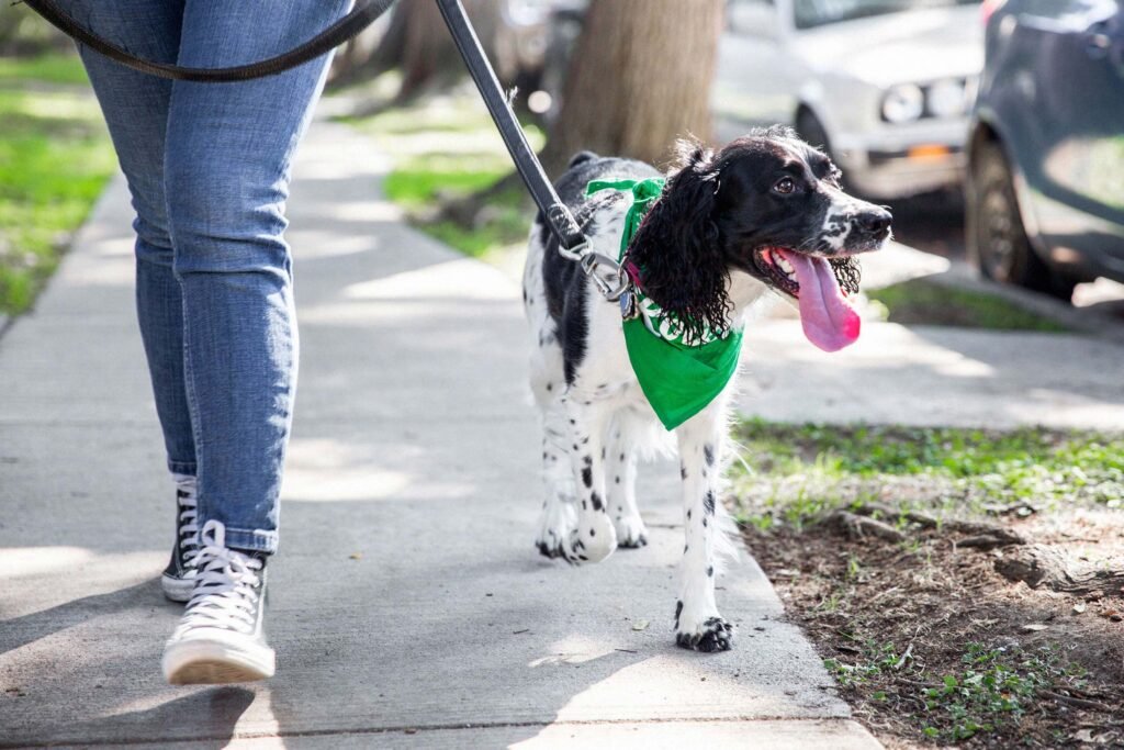 Photo of a happy dog being walked by a person - secret websites to make money